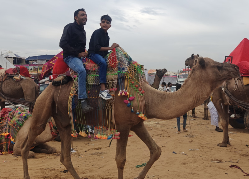 Camel Safari